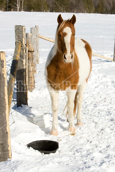 Paint horse in the snow