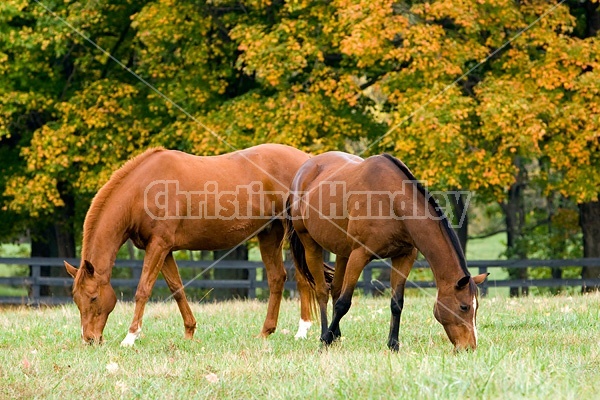 Two horses grazing on autumn pasture