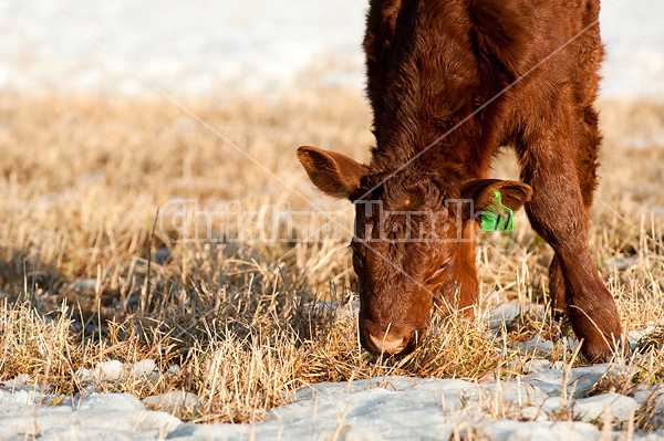 Beef calf