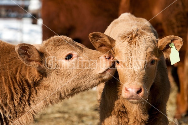 Two Baby Beef Calves