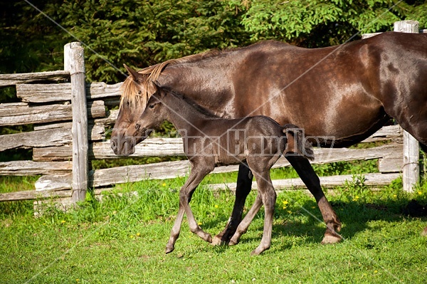 Young Rocky Mountain Horse foal and mare.