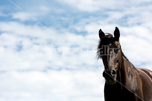 Black Rocky Mountain Horse photographed against big blue sky background