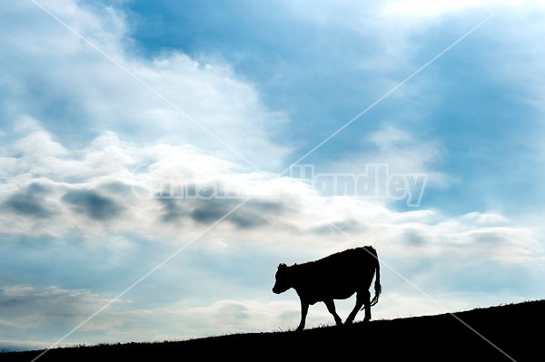Cow walking down a hill silhouetted against the evening sky