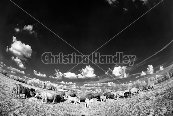 Herd of Beef Cattle