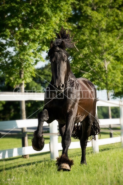 Friesian stallion