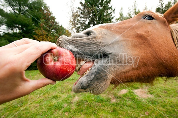 Horse eating apple 