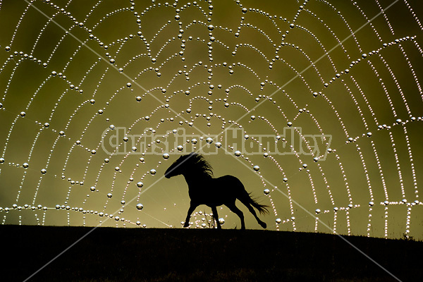 Horses silhouetted against a background of a dew laden spider web