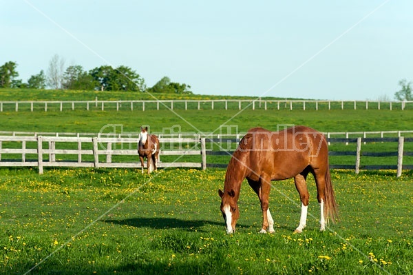 quarter horse on summer pasture