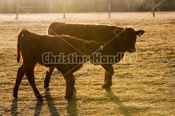 Two beef calves walking side by side in a field
