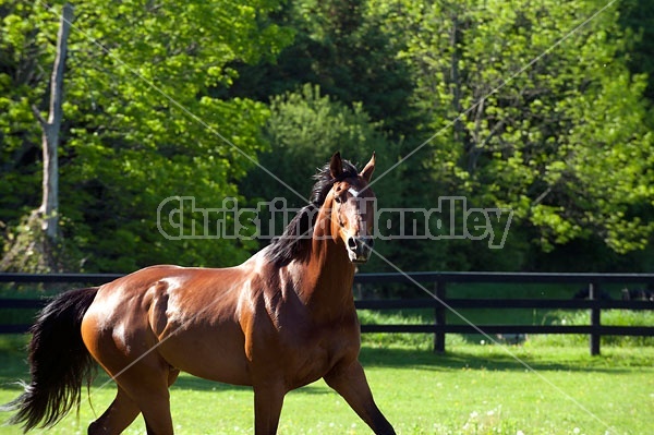 Dutch Warmblood Thoroughbred cross gelding