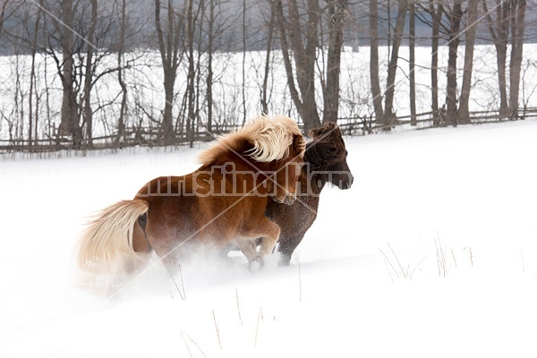 Icelandic horses running and playing in deep snow