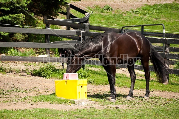 Hanoverian horse drinking water in his paddock