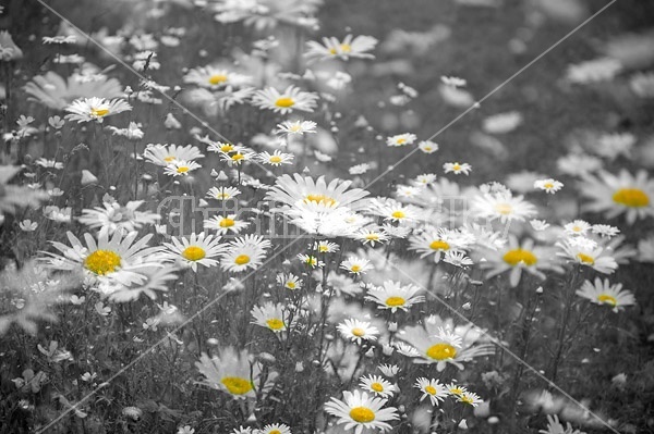 Field of daisies