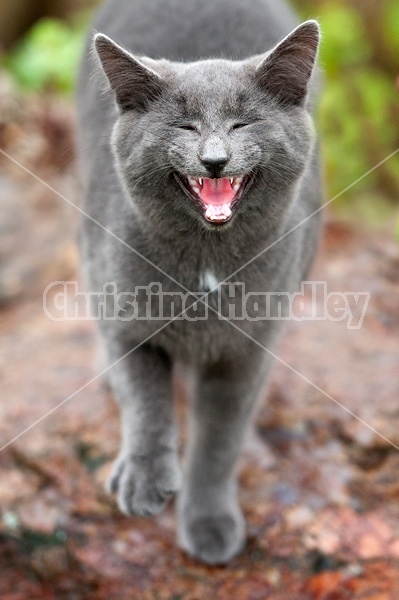 Gray cat meowing