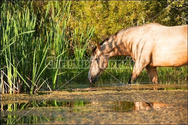 Rocky Mountain Horse