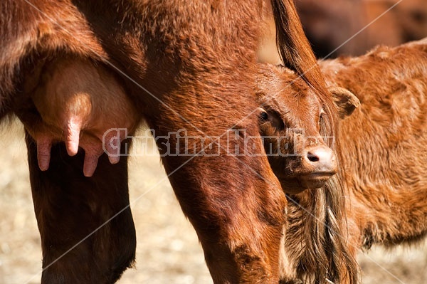 Beef Cow and Calf