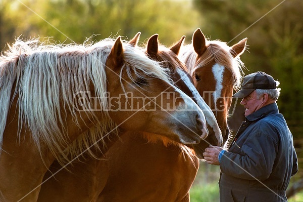 A man being greeted by his three Belgian horses