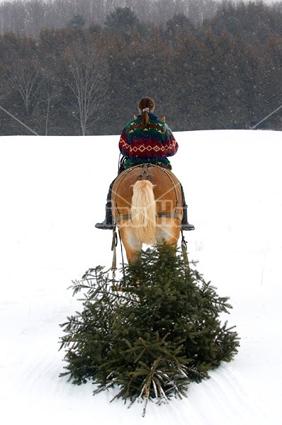 Woman riding a harnessed Belgian stallion pulling a Christmas tree.