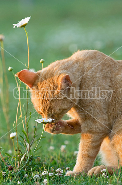 Orange barn cat outside in grass