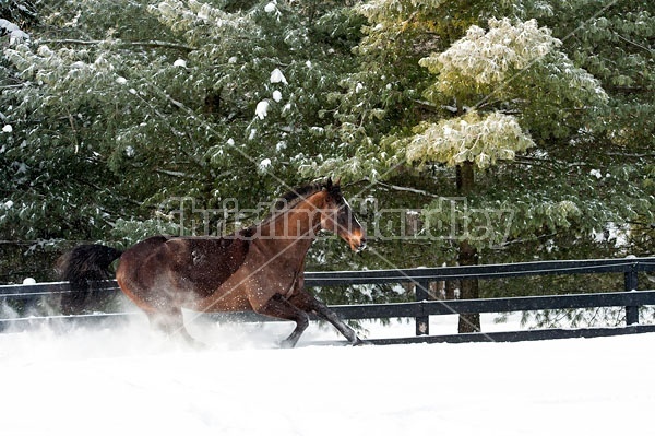 Bay thoroughbred horse galloping through deep snow