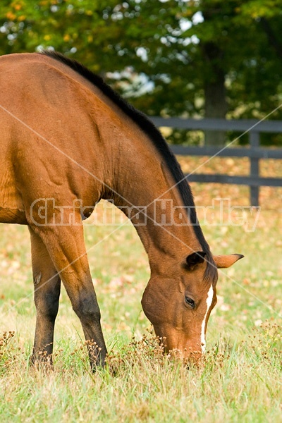 Horse grazing on autumn pasture