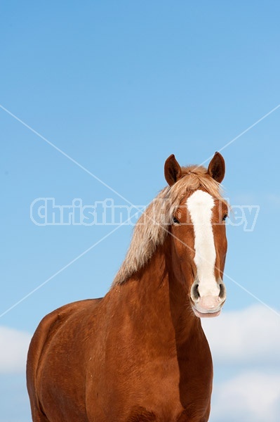 Belgian draft horses photographed against a blue sky