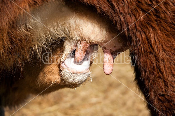 Beef Calf Suckling from Cow