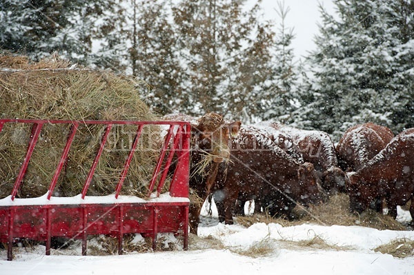 Beef Cows at Feeder