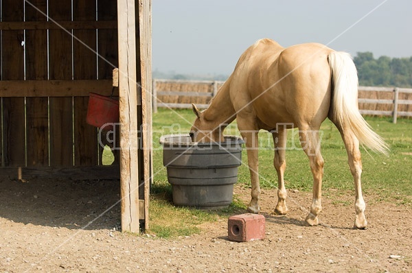 Palomino Quarter Horse