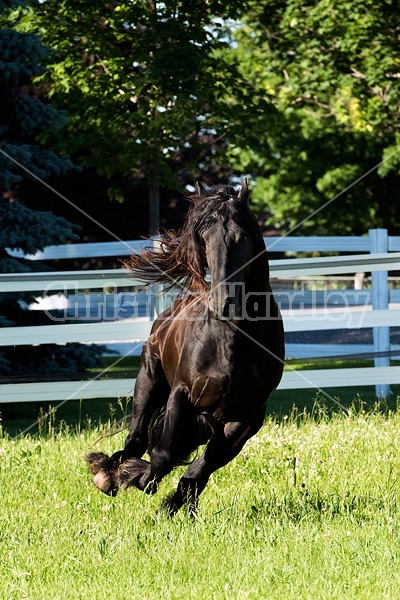 Friesian stallion