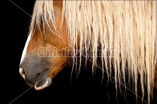 Belgian Draft Horse in Shadow