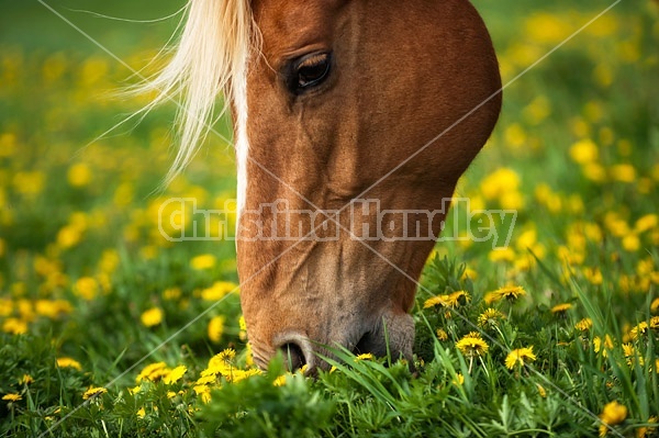 Horse eating grass