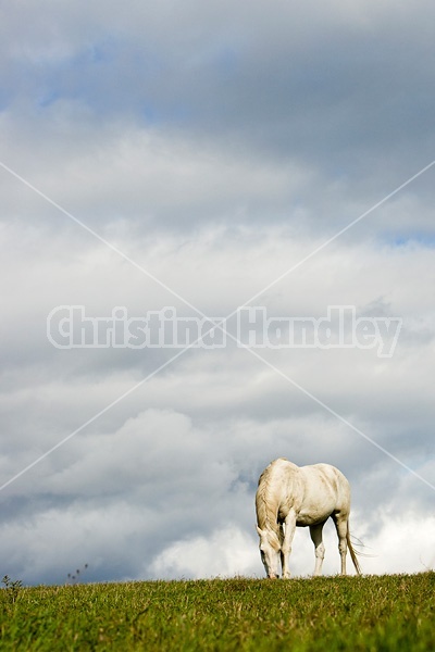 Grey horse on hilltop against big sky.