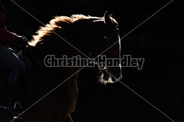 Woman riding Thoroughbred horse in dramatic light