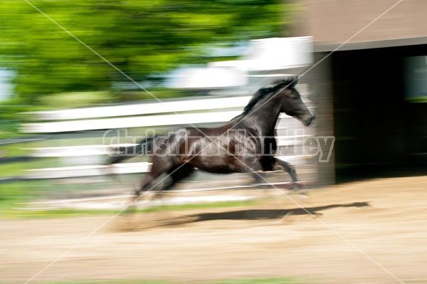 Hanoverian horse galloping around his paddock