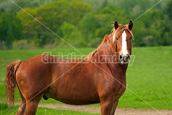 Belgian draft horse gelding 