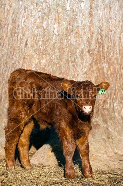 Beef calf portrait