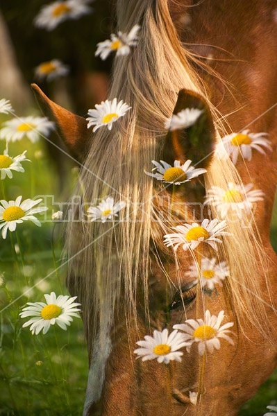 Chestnut horse portrait with daisies