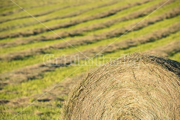 Making round bales of hay