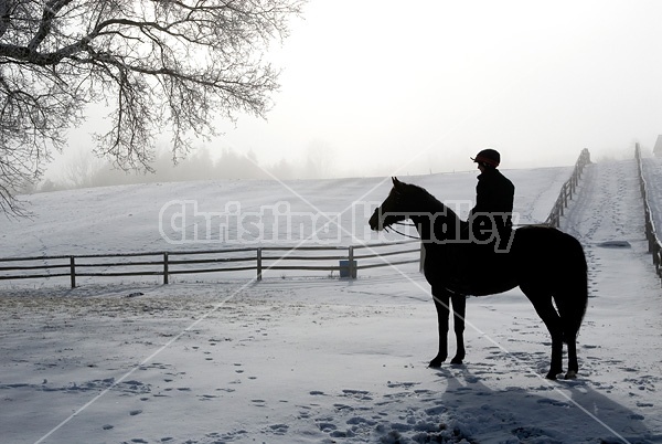 Horseback riding in the early morning fog