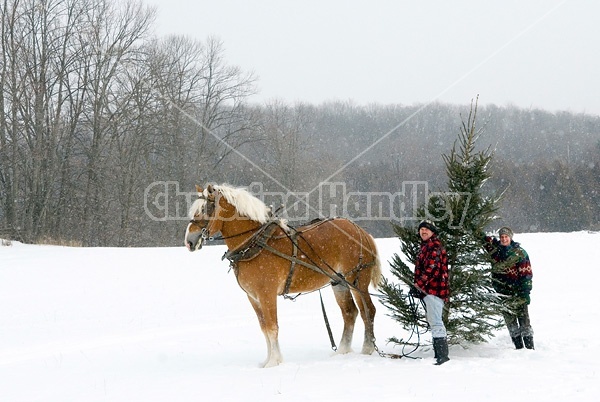 Husband and wife pulling a Christmas tree home with their Belgian horse 