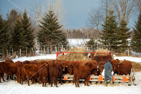 Farmer dumping oats into trough for cattle