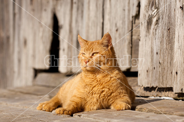 Orange barn cat