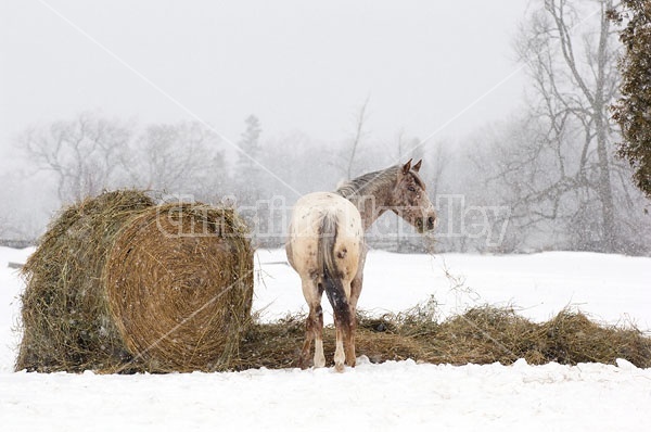 Appaloosa Horse