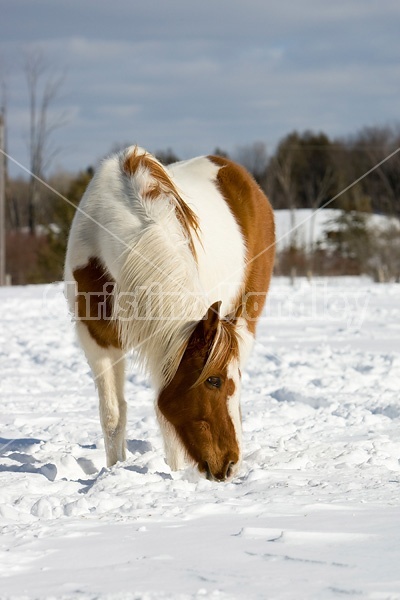 Paint horse in the snow