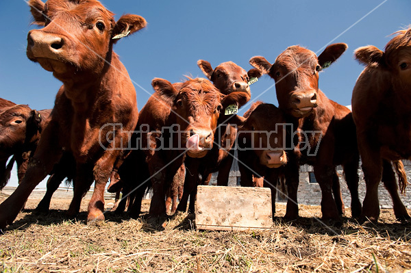 Wide angle photo of a herd of beef cattle