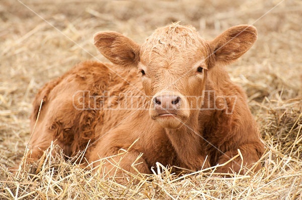 Young beef calf