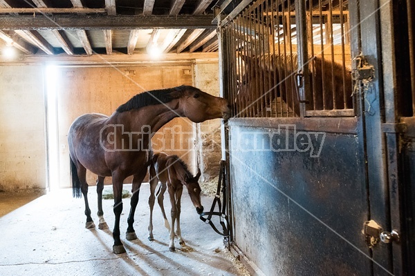 Mare and newborn foal loose in barn aisle
