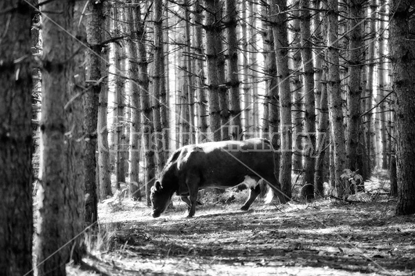 Beef cow walking through forest