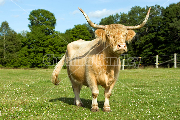 Highland cows